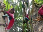 siti-hajar-35-memanjat-pohon-pinang-milik-warga-di-desa-paloh-mampree.jpg