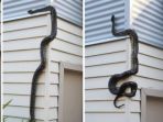 ular-piton-merayap-di-dinding-rumah-warga-di-australia_20180808_000026.jpg
