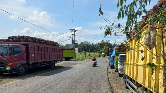 Pabrik di Bengkulu Selatan dan Kaur Kembali Turunkan Harga TBS Sawit, Supplier Tutup Sementara