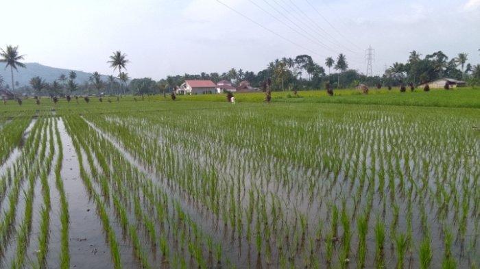 Foto lahan sawah curup