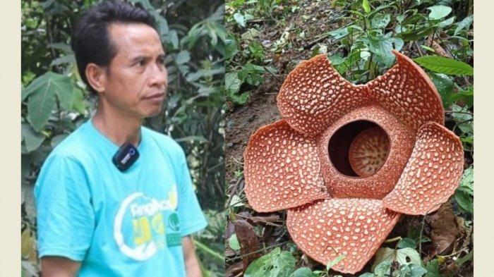 Kisah Holidin yang Puluhan Tahun Menangkar Bunga Rafflesia, Sempat Ditanya Istri Nanti Makan Apa.