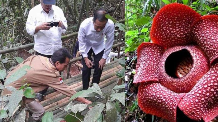 Presiden RI Jokowi Kunjungi Bunga Rafflesia Arnoldi di Kepahiang, Holidin : Kaget