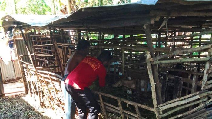 Jelang Idul Adha, Vaksinasi PMK Hewan Ternak di Bengkulu Tengah Tembus 1.500 Dosis