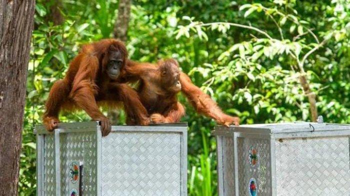 Orangutan hasil rehabilitasi dilepas ke habitatnya di kawasan Taman Nasional Tanjung Puting.