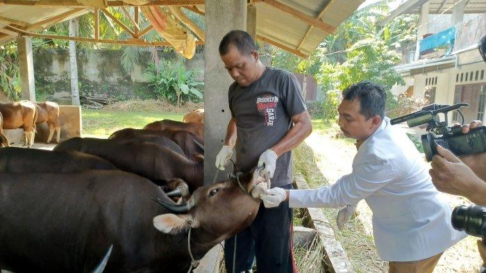 28.550 Dosis Vaksin PMK di Bengkulu Belum Terpakai, Baru Ratusan Sapi Dibooster