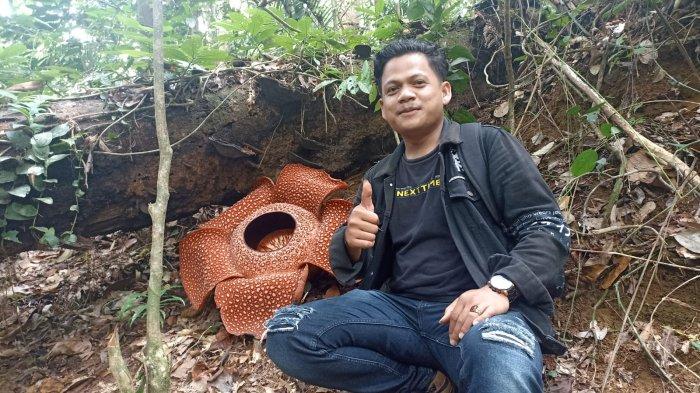 Bunga Rafflesia Arnoldi Mekar di Kepahiang, Berdiameter Hampir 1 Meter Jarak 300 Meter