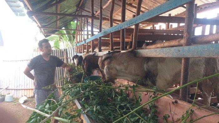 Hewan Kurban di Kota Bengkulu Dipastikan Bebas PMK, Akan Ada Surat Keterangan Sehat