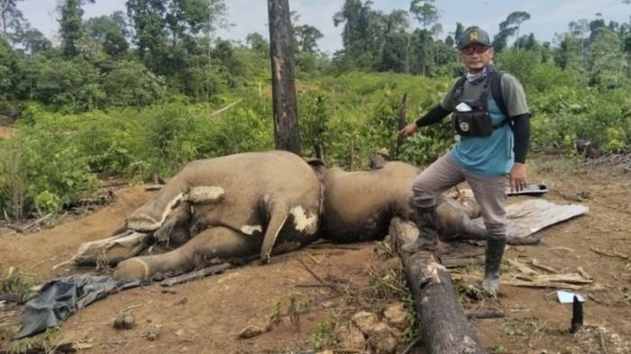 Dua ekor bangkai gajah ditemukan mati di konsesi PT. Bentara Arga Timber (BAT), Kabupaten Mukomuko, Bengkulu, Kamis (30/4/2026).