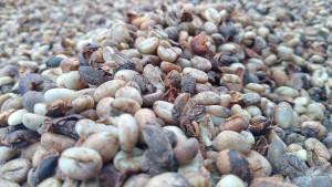 Biji-kopi-dijemur-warga-di-Kepahiang-Bengkulu.jpg