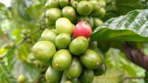 Buah-kopi-di-kebun-petani-di-Kepahiang-Bengkulu.jpg