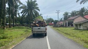 Harga-TBS-Sawit-di-Mukomuko-Bengkulu-naik-Rp-40-per-kilogram.jpg