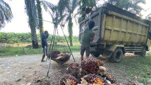 Harga-TBS-sawit-di-Mukomuko-Bengkulu-tertinggi-Rp-2740-per-kilogram.jpg