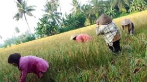 Harga-gabah-kering-di-Selumaa.jpg