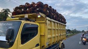 Harga-sawit-di-Mukomuko-naik-Rp-40-per-Kg-masih-dibawah-harga-acuan.jpg