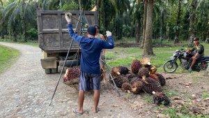 Harga-tbs-sawit-di-Mukomuko-Bengkulu-turun-Rp-40-per-Kg.jpg