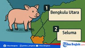 Ilustrasi-populasi-ternak-babi-di-Bengkulu.jpg