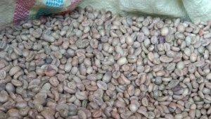 Kopi-curup-14-juli.jpg