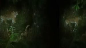 Penampakan-harimau-di-Lebong.jpg
