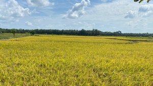 Prakiraan-Cuaca-di-Kabupaten-Mukomuko-Bengkulu-Hujan.jpg