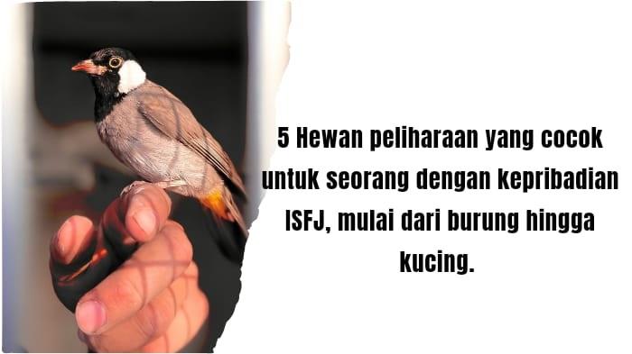5-Hewan-Peliharaan-yang-Cocok-untuk-Seorang-dengan-Kepribadian-ISFJ-Mulai-dari-Burung-hingga-Kucing.jpg