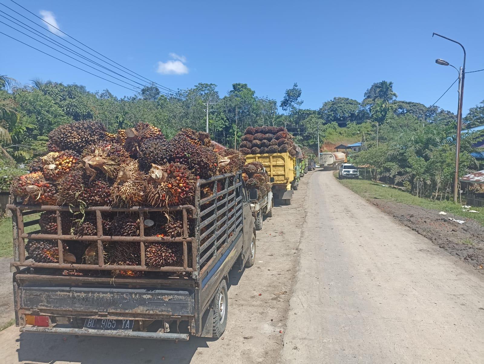 Hari Buruh, Dua Pabrik Sawit di Bengkulu Tengah Masih Buka, Harga TBS Sawit Turun Lagi