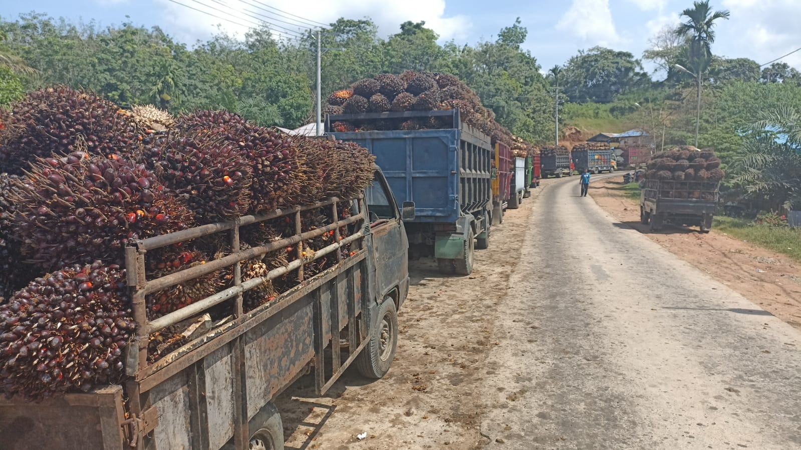 Harga TBS Masih Rendah, Pabrik Kelapa Sawit di Bengkulu Mengaku Dilema