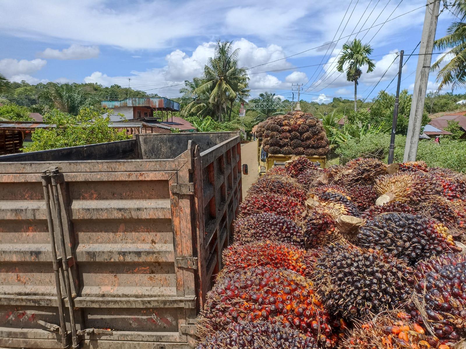 Dampak Larangan Ekspor CPO, Harga Sawit Anjlok hingga Rp 1.500