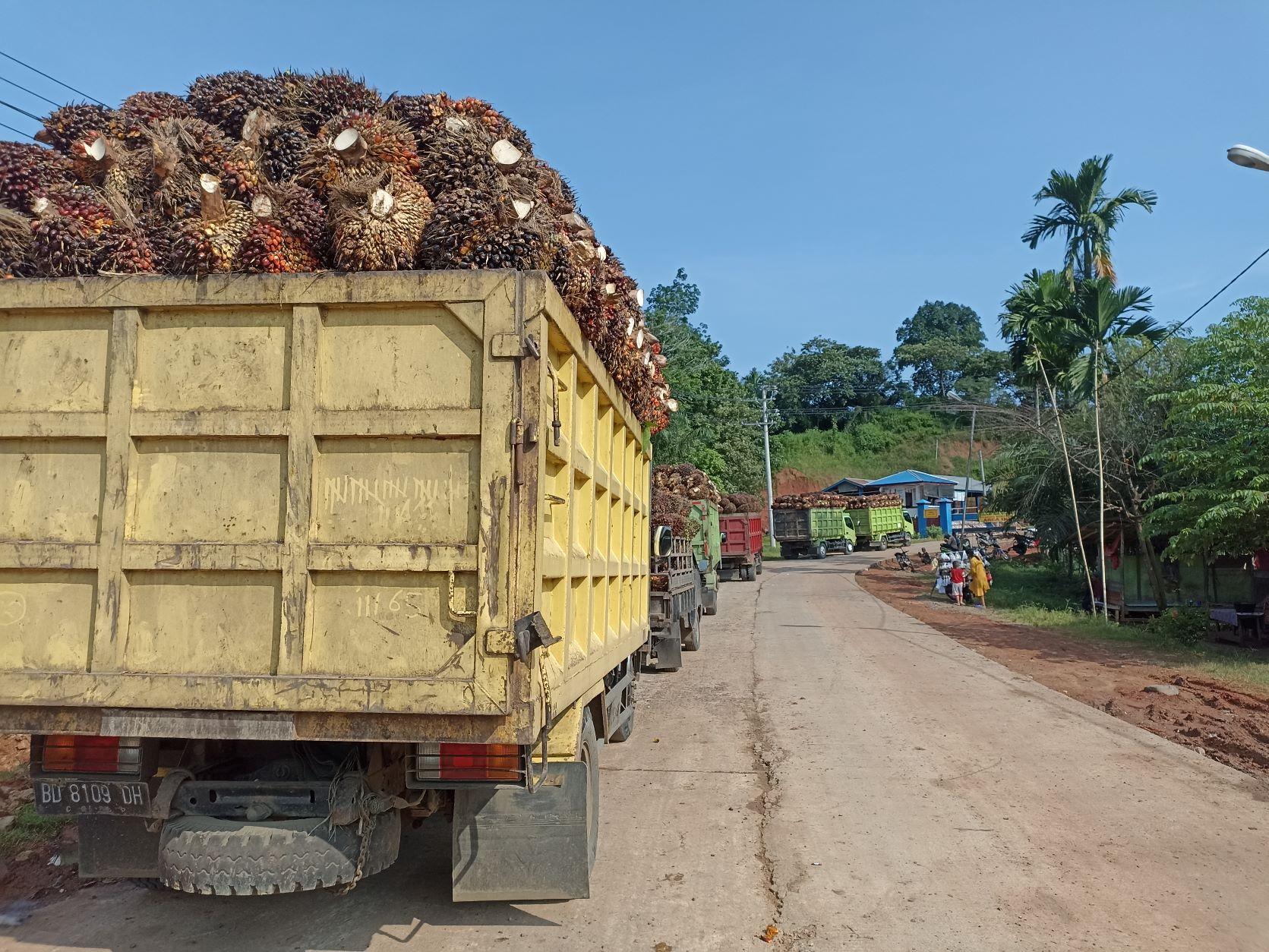 Harga TBS Sawit Bengkulu Terus Turun: Supplier Ini Remas Kerupuk, Bingung Hadapi Petani
