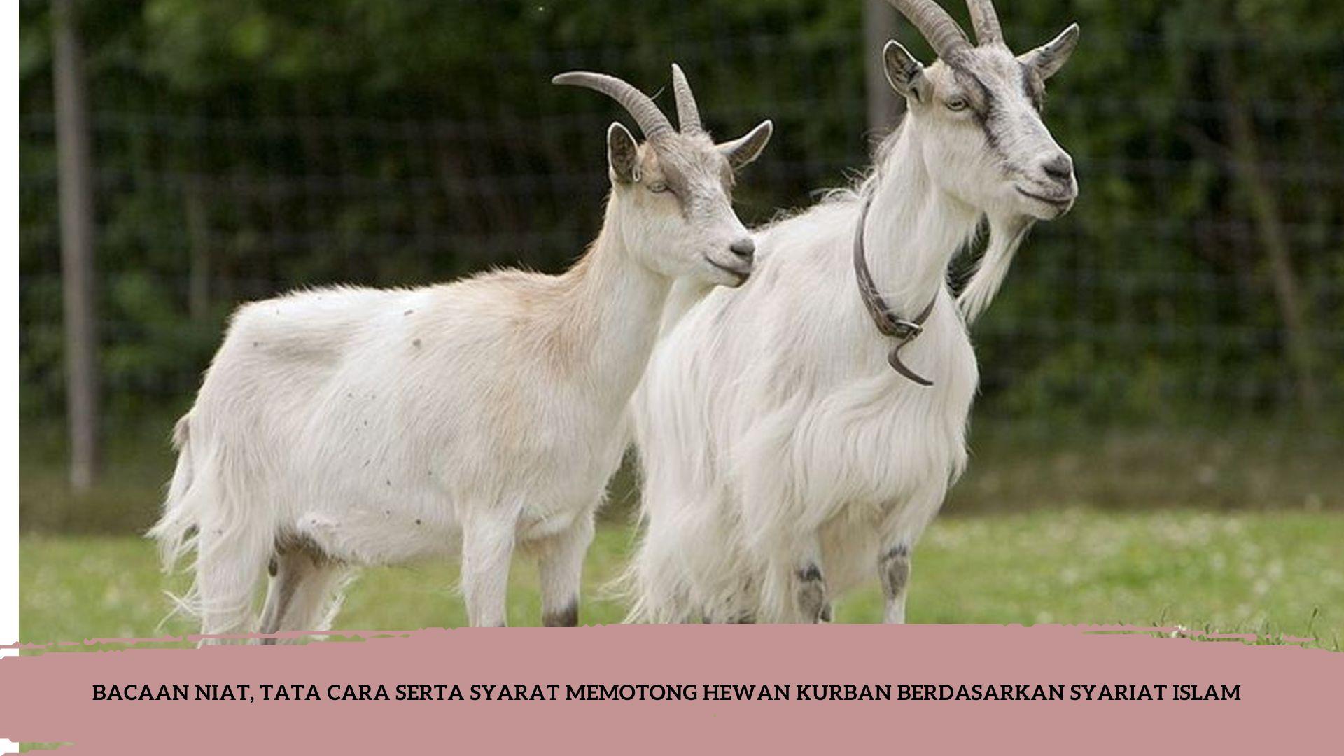 Bacaan-Niat-Tata-Cara-Serta-Syarat-Memotong-Hewan-Kurban-Berdasarkan-Syariat-Islam.jpg