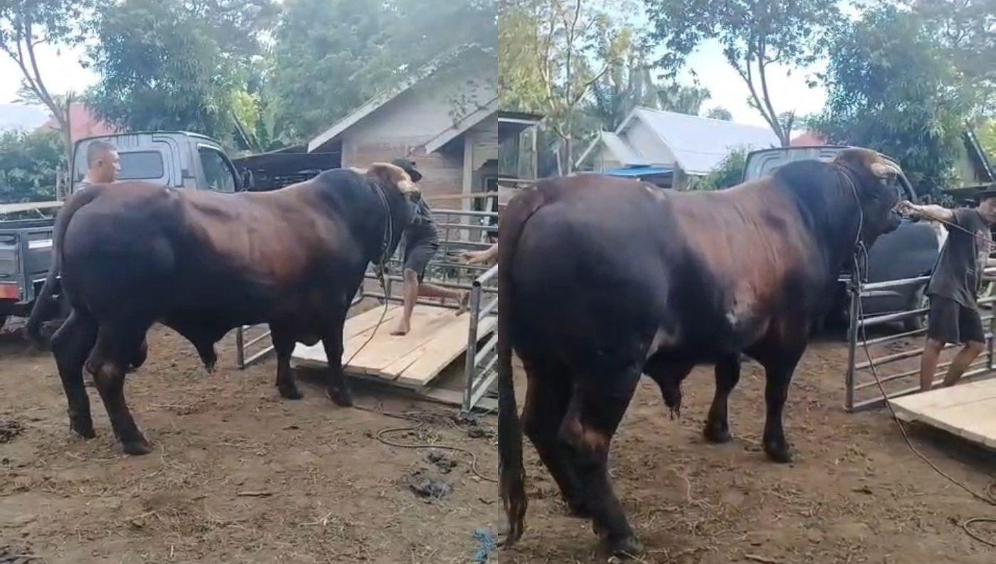 Bengkulu-Tengah-Terima-Bantuan-Sapi-Kurban-Presiden-Bobot-Capai-900-Kg.jpg