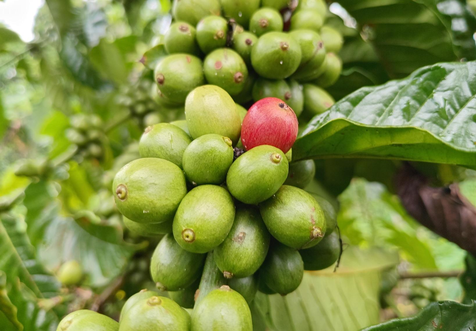 Buah-kopi-di-Kepahiang-awal-tahun-2025.jpg
