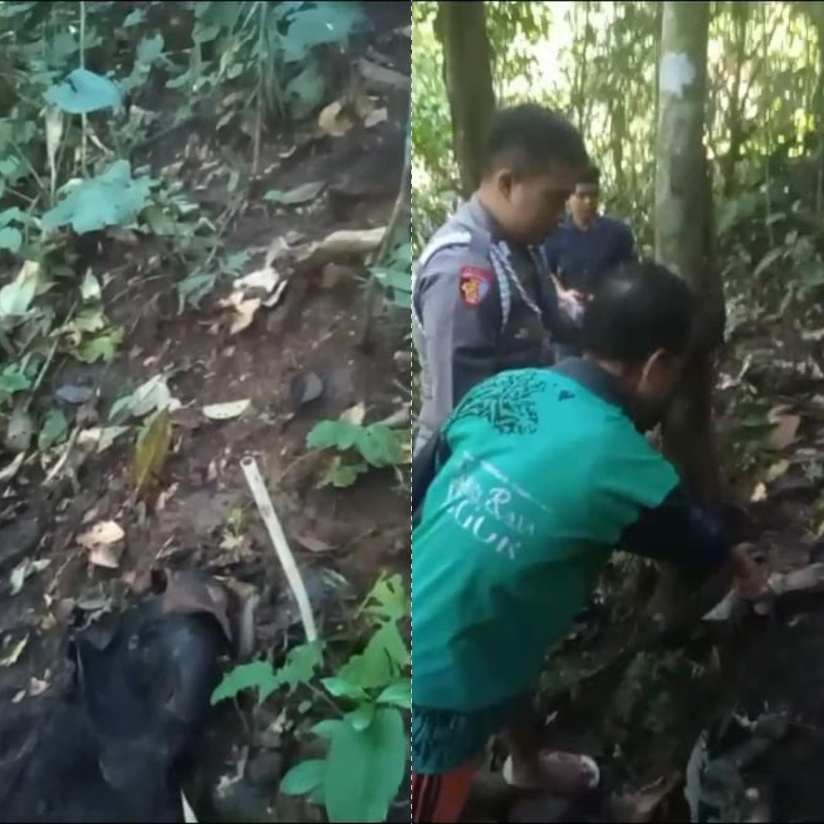 Kronologi Bunga Rafflesia di Kepahiang yang Dikunjungi Jokowi Raib