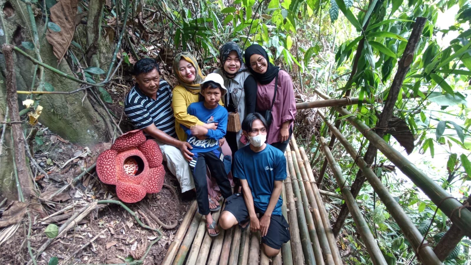 Bunga Rafflesia Arnoldi yang Pernah Dikunjungi Presiden Jokowi Kembali Mekar di Kepahiang