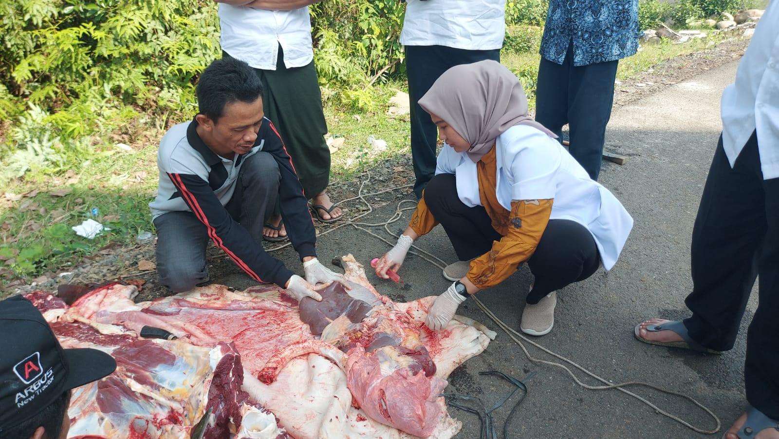 Jangan Panik Jika Menemukan Cacing Hati Pada Hewan Kurban, Berikut Penjelasan Dokter Hewan