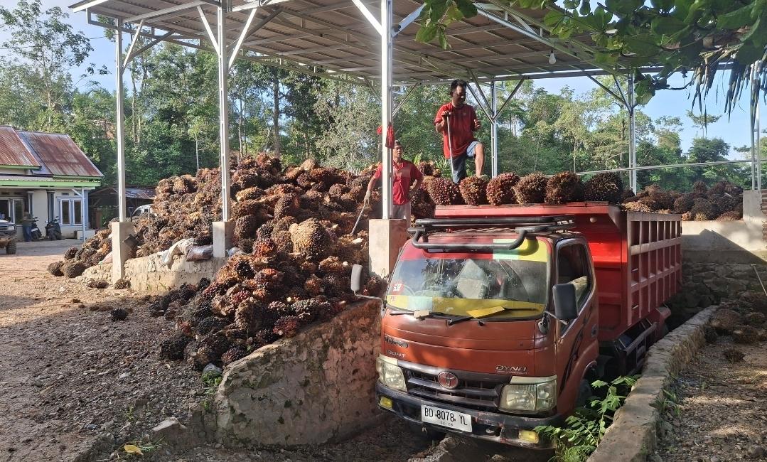 Harga-TBS-Sawit-Bengkulu-Tengah-Naik-Lagi-Tembus-Rp2680-per-Kilogram.jpg