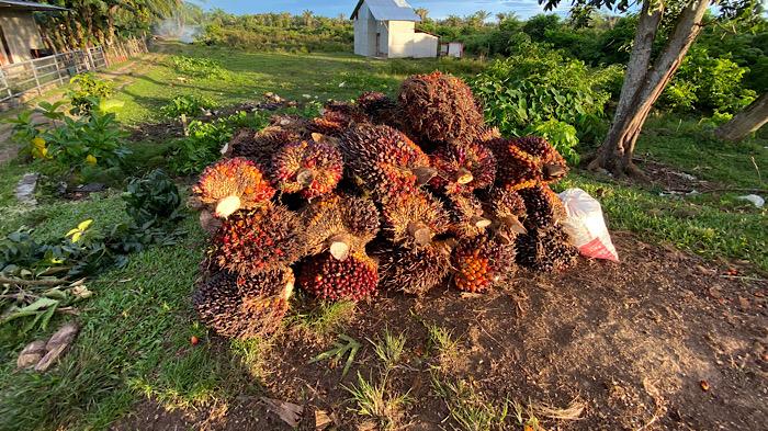 Harga-TBS-sawit-di-Mukomuko-turun-hingga-Rp-30-per-kilogram.jpg