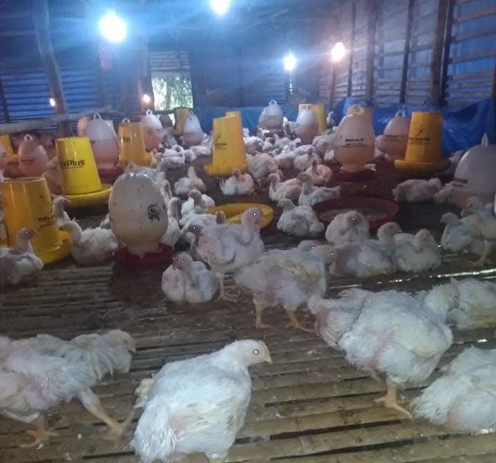 Harga-ayam-potong-seluma-naik-lagi.jpg