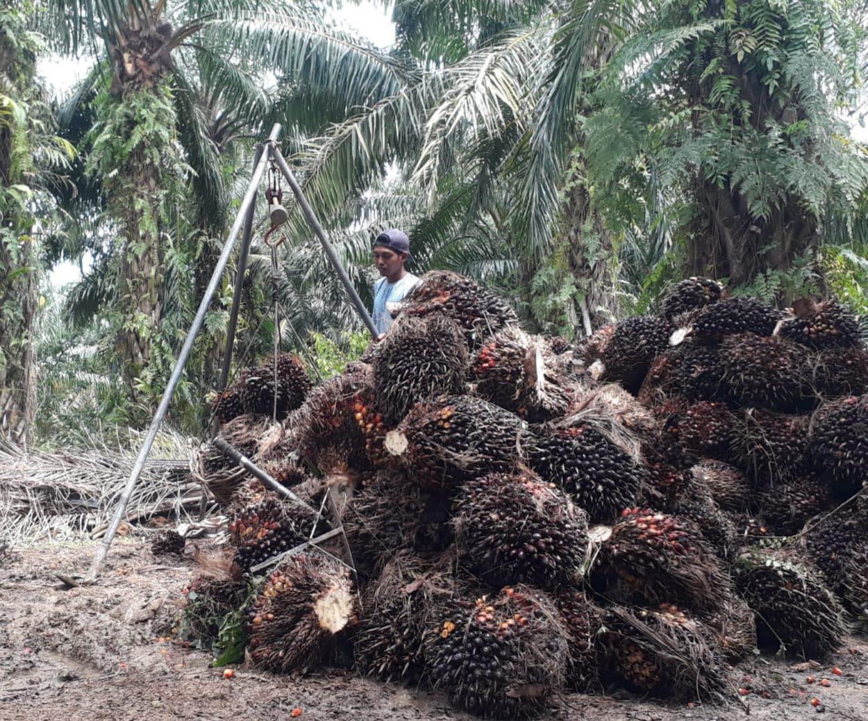 Harga-naik-hasi-panen-buah-sedikit.jpg