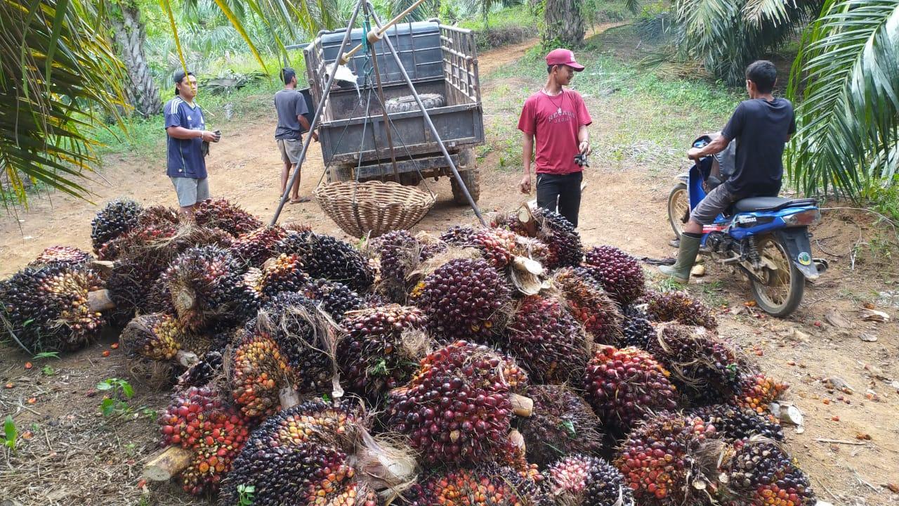 Harga-tbs-sawit-mukomuko-anjlok.jpg