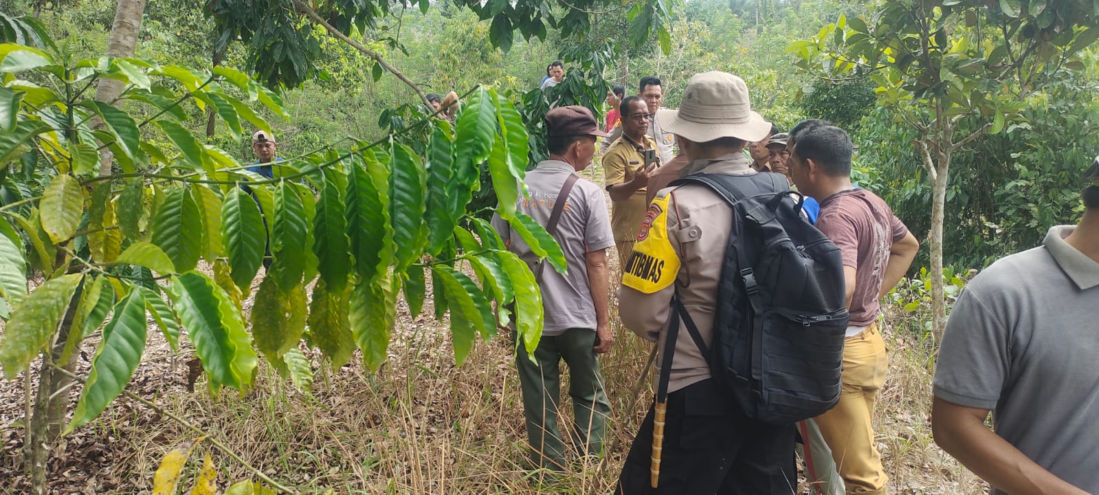 Kemunculan Harimau Pincang Gegerkan Warga di Kecamatan Pino Bengkulu Selatan, Ini Kata BKSDA