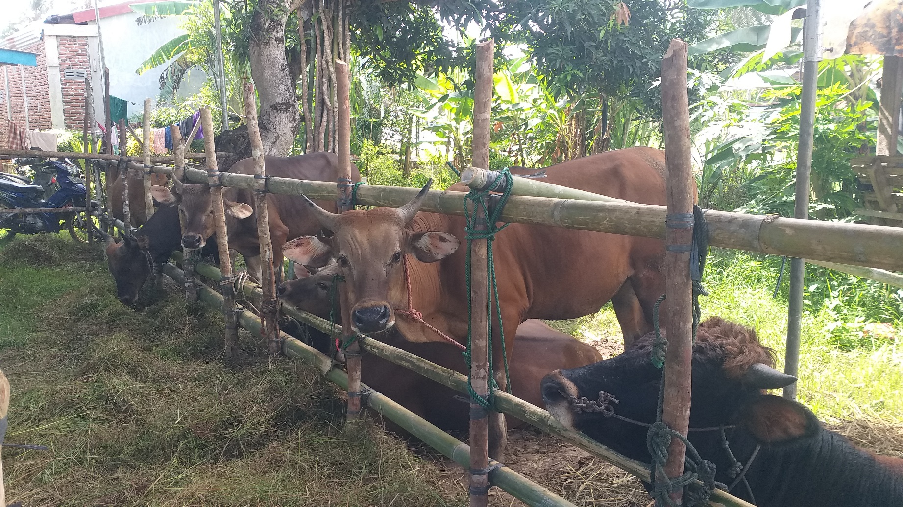Harga Hewan Kurban di Kota Bengkulu untuk Sapi dan Kambing, Gratis Antar Alamat