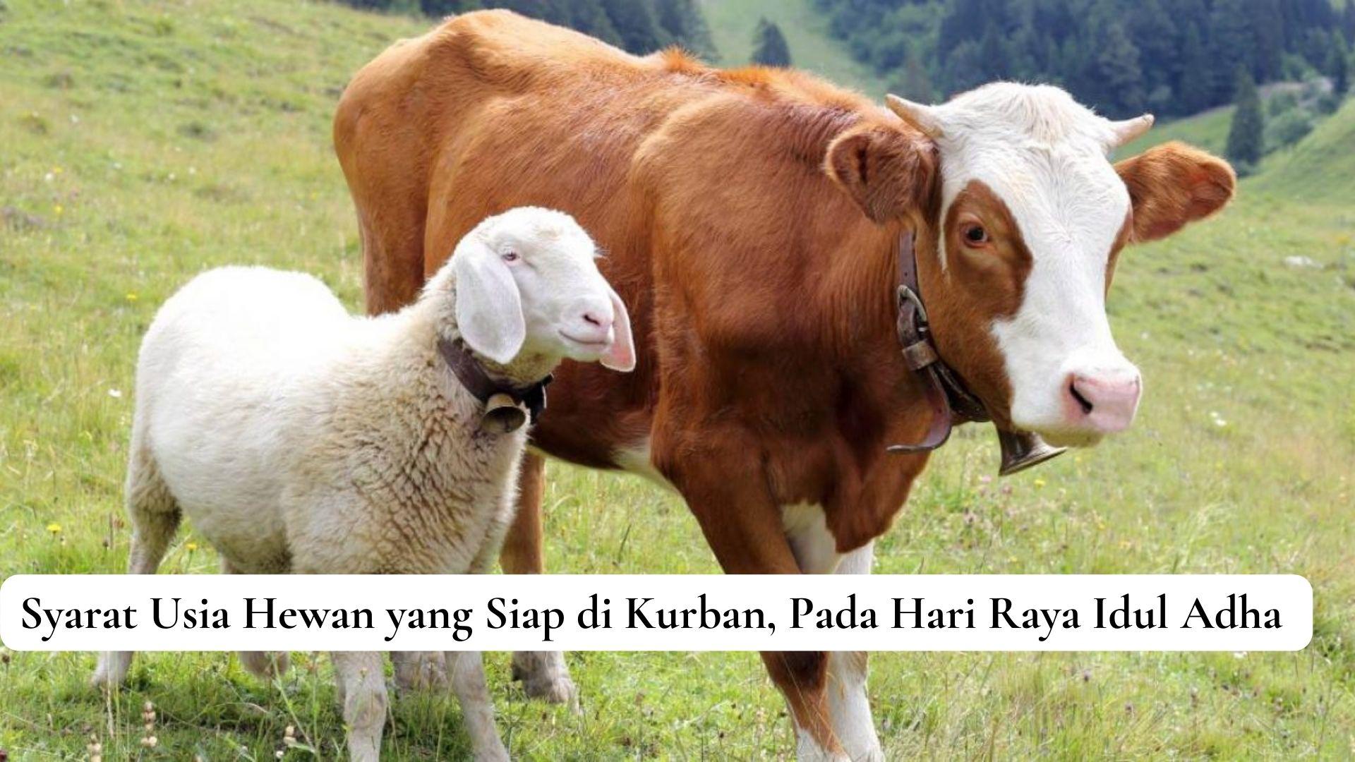 Syarat Usia Hewan yang Siap di Kurban, Pada Hari Raya Idul Adha