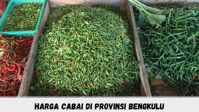 Jelang Ramadan 2024, Harga Cabai di Bengkulu Merosot Cek Harga Terbaru di Sini