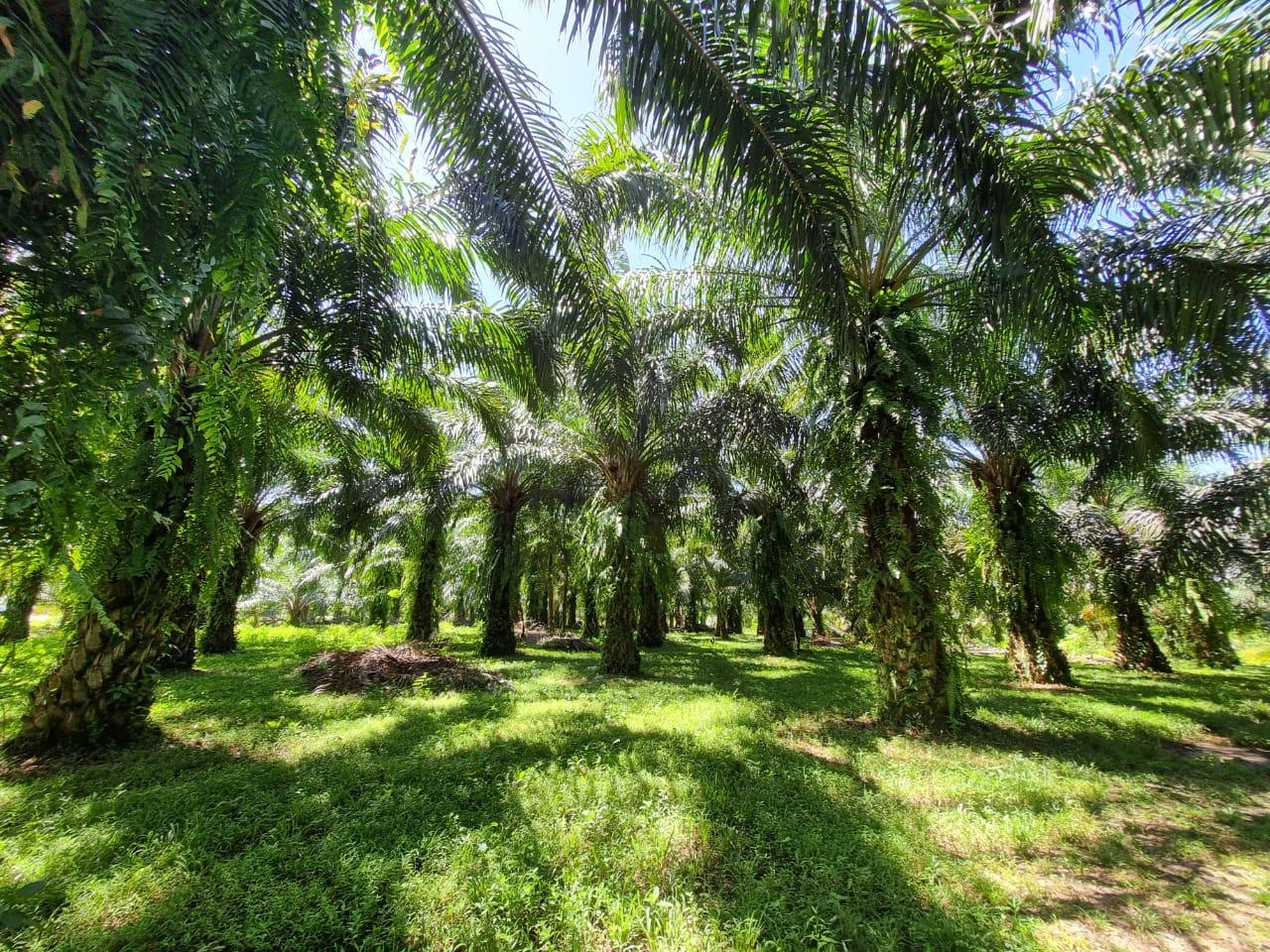 Pasokan Sawit Petani Menipis, 3 Pabrik Sawit di Bengkulu Selatan & Kaur Tak Kunjung Naikan Harga