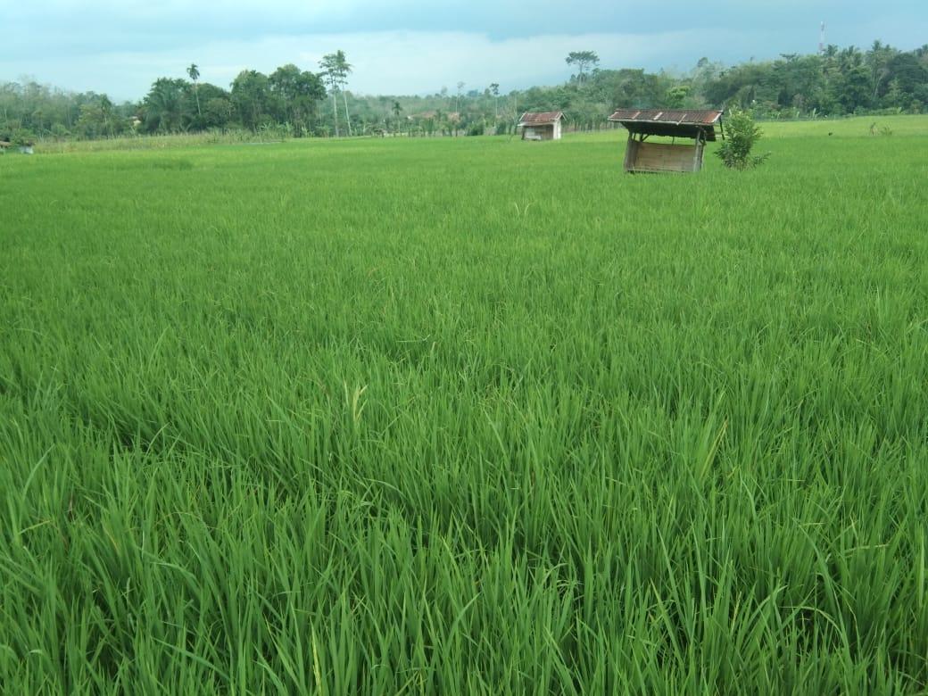 Ribuan Bibit Pohon dan Padi Ditanam Satgas TMMD Kodim 0409/Rejang Lebong