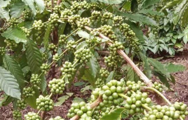 Semakin Tinggi, Harga Kopi di Rejang Lebong Bengkulu Tembus Rp 69 Ribu per Kilogram