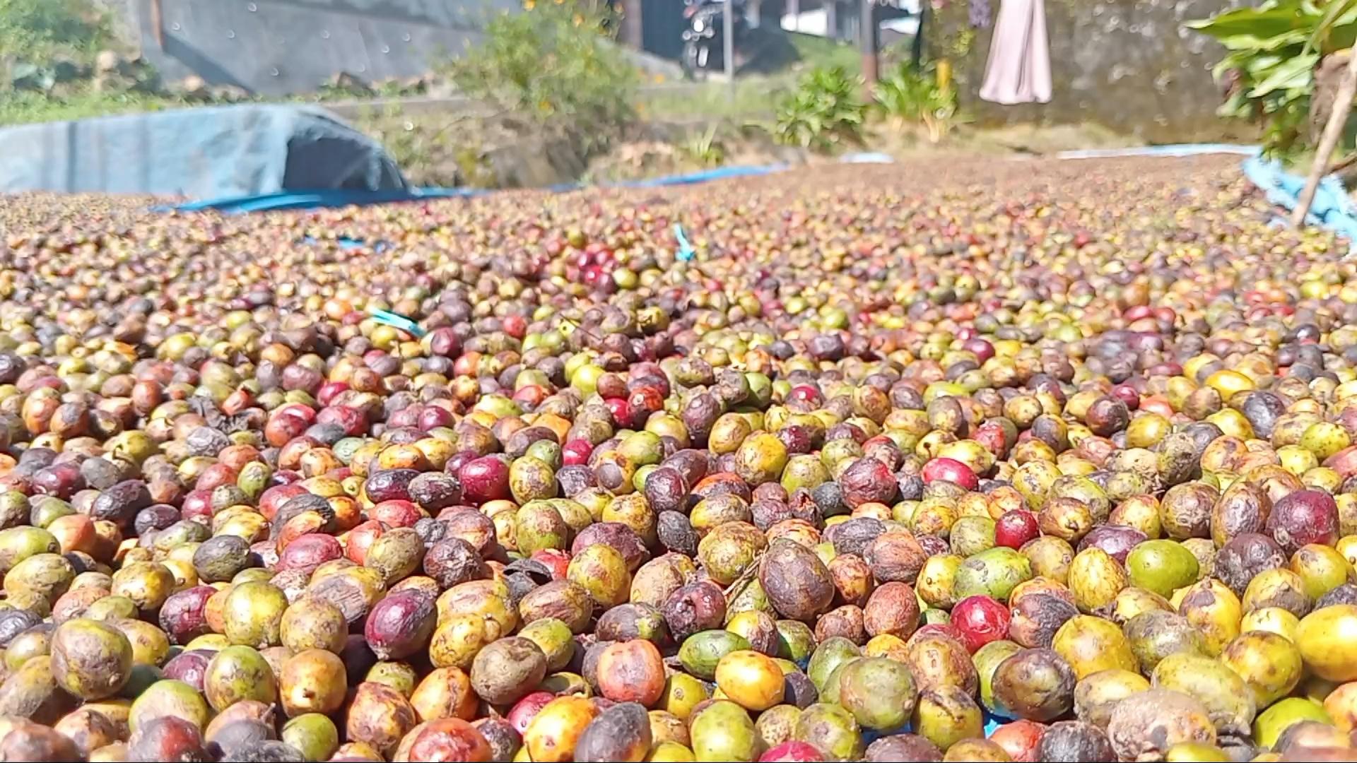 Kopi-petani-di-Kepahiang-Bengkulu-dijemur.jpg