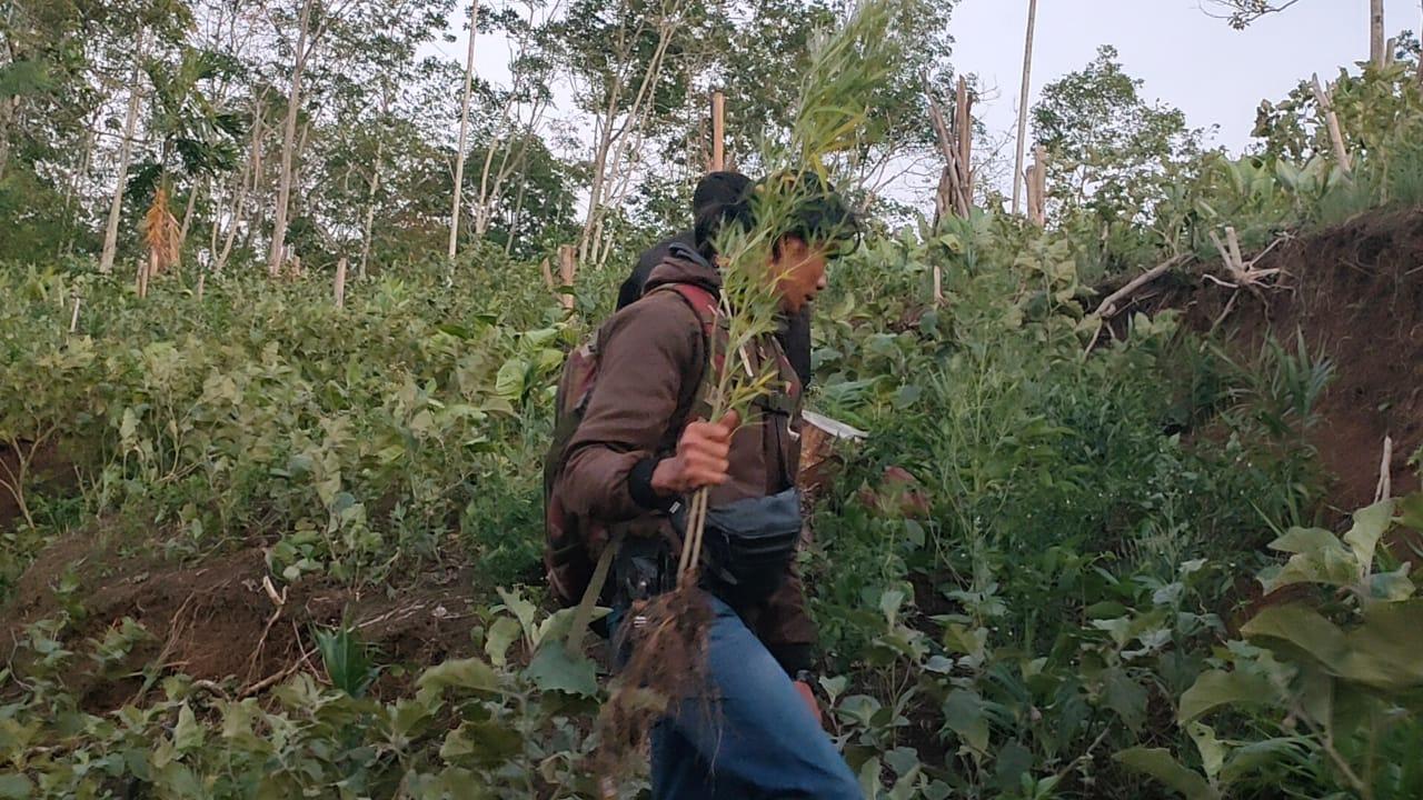 Ladang-ganja-curup-baru-2.jpg