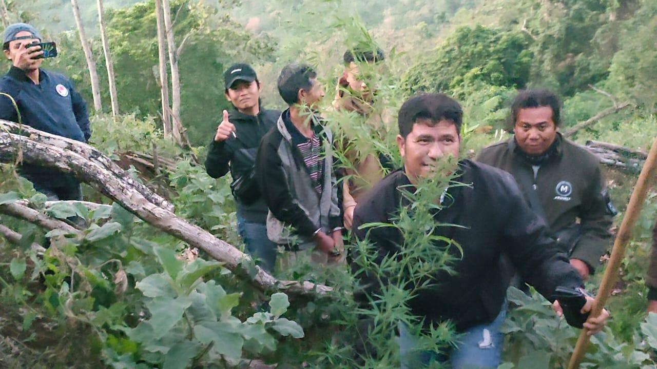 Diduga Masih Ada Ladang Ganja Lain di Rejang Lebong Bengkulu, Warga Diminta Lapor