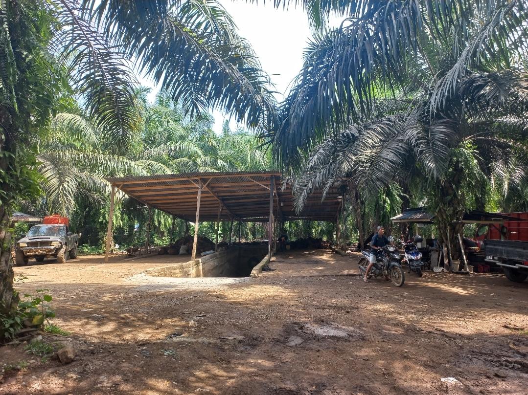 Harga TBS Sawit Hari Ini di Bengkulu Selatan dan Kaur Kembali Turun Rp 50 tiap Kilogram